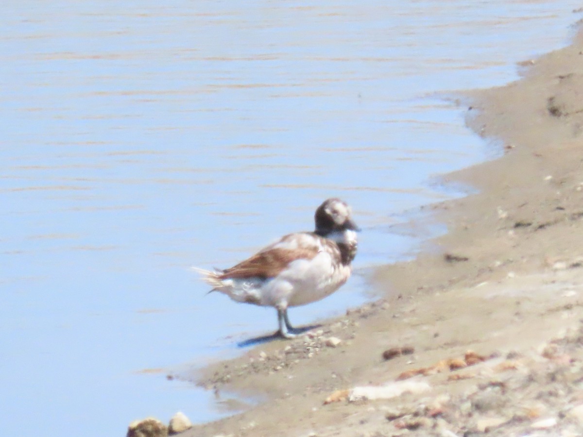 Long-tailed Duck - ML618788011