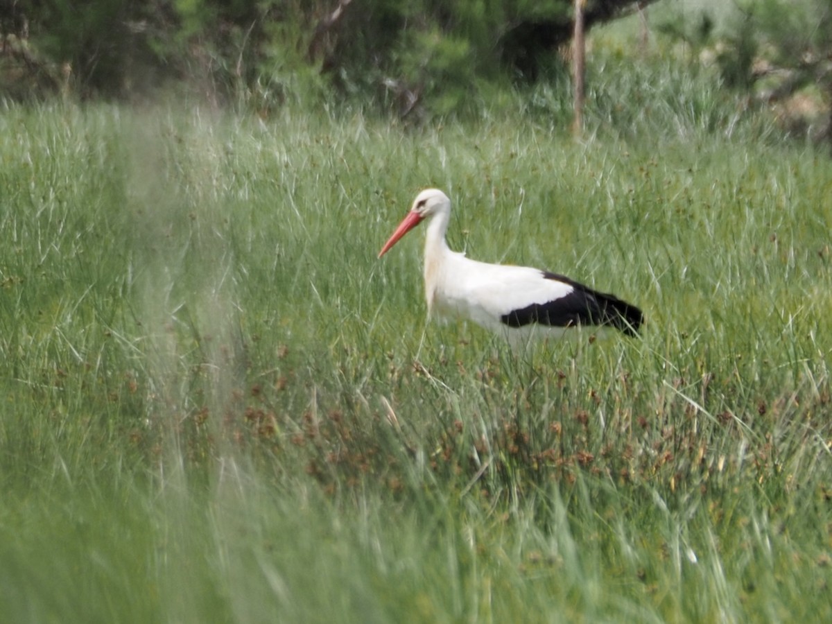 White Stork - Wendy Feltham