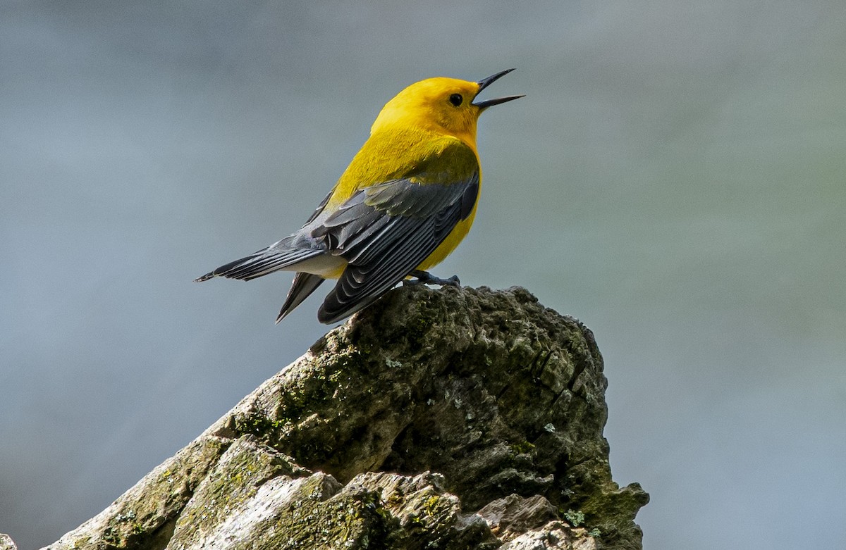 Prothonotary Warbler - ML618788100