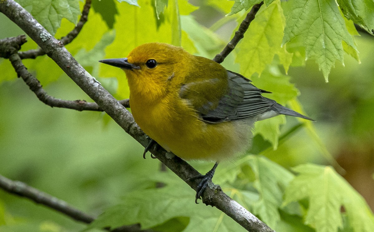 Prothonotary Warbler - ML618788102
