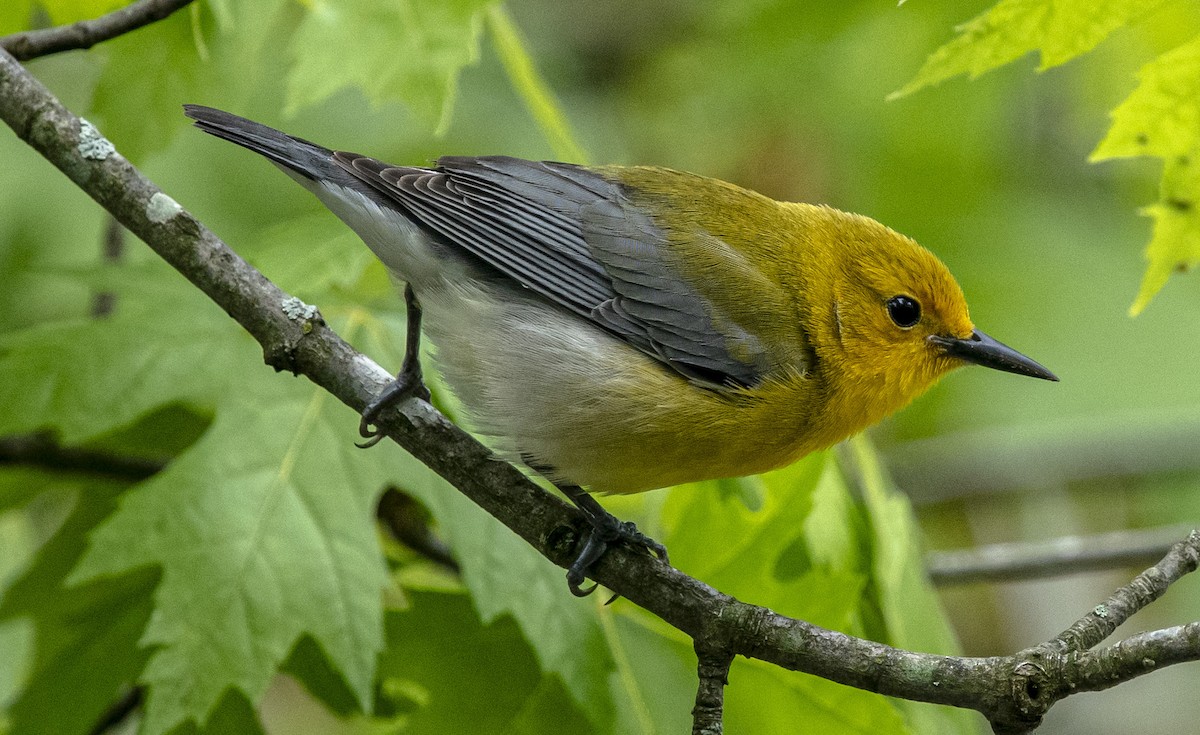 Prothonotary Warbler - ML618788104