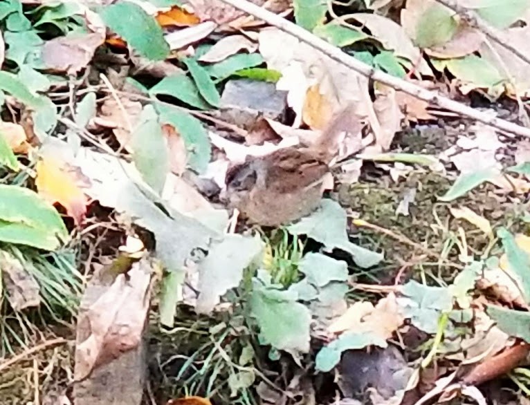 Swamp Sparrow - ML618788122
