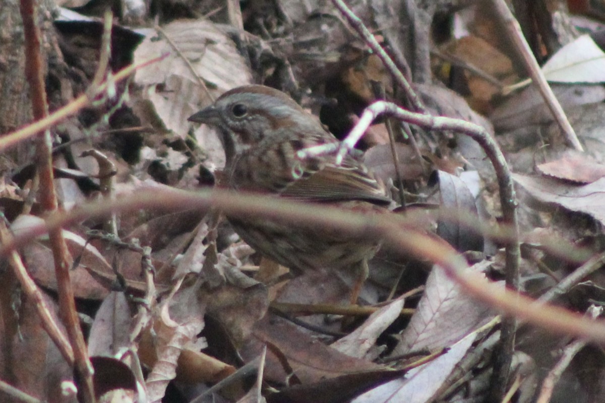 Song Sparrow (montana/merrilli) - ML618788125