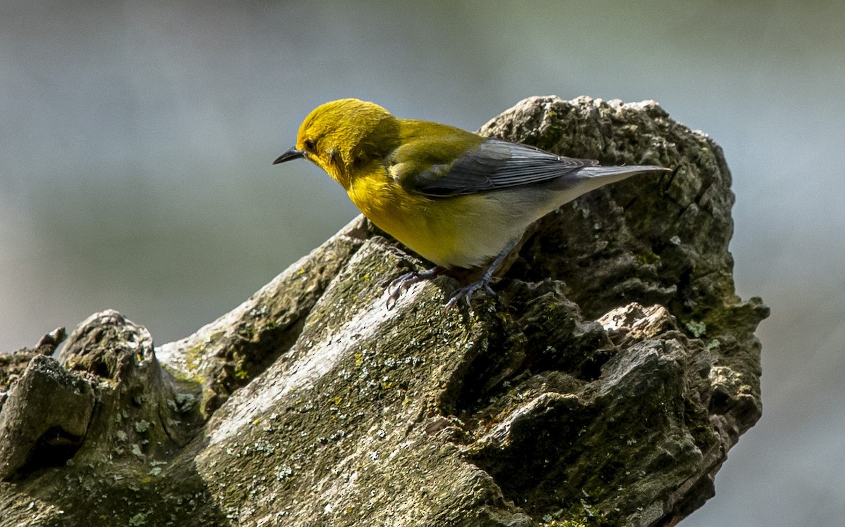 Prothonotary Warbler - ML618788129