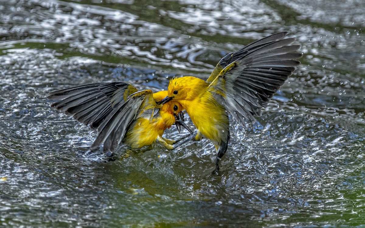 Prothonotary Warbler - ML618788131