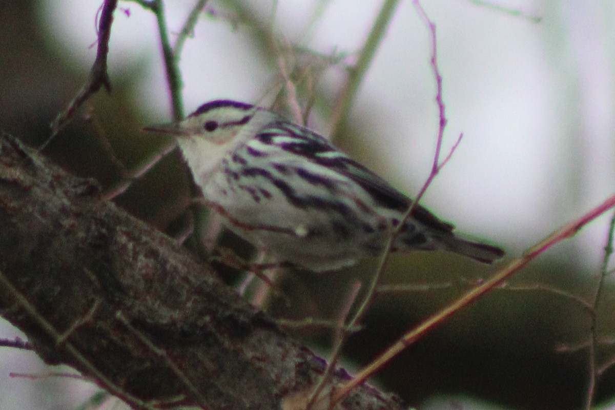 Black-and-white Warbler - ML618788147