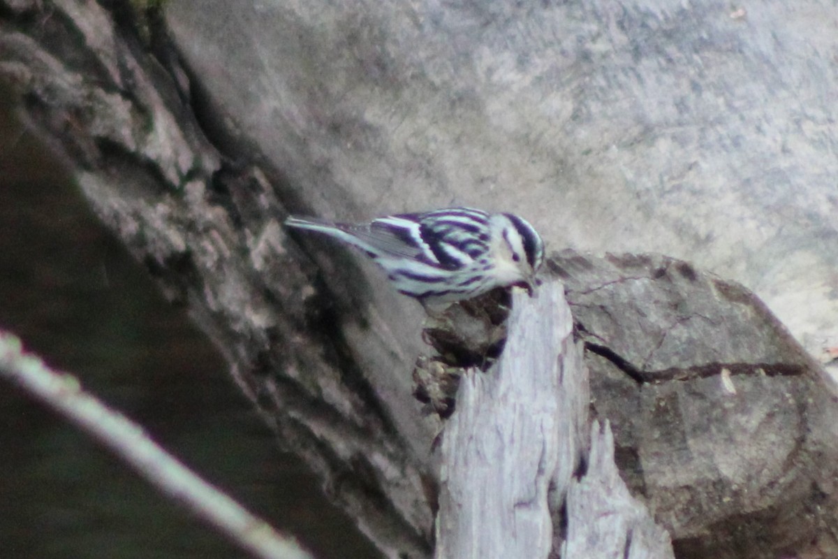 Black-and-white Warbler - ML618788151