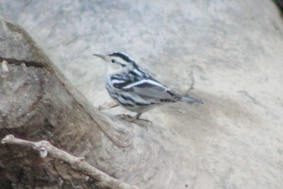 Black-and-white Warbler - ML618788167