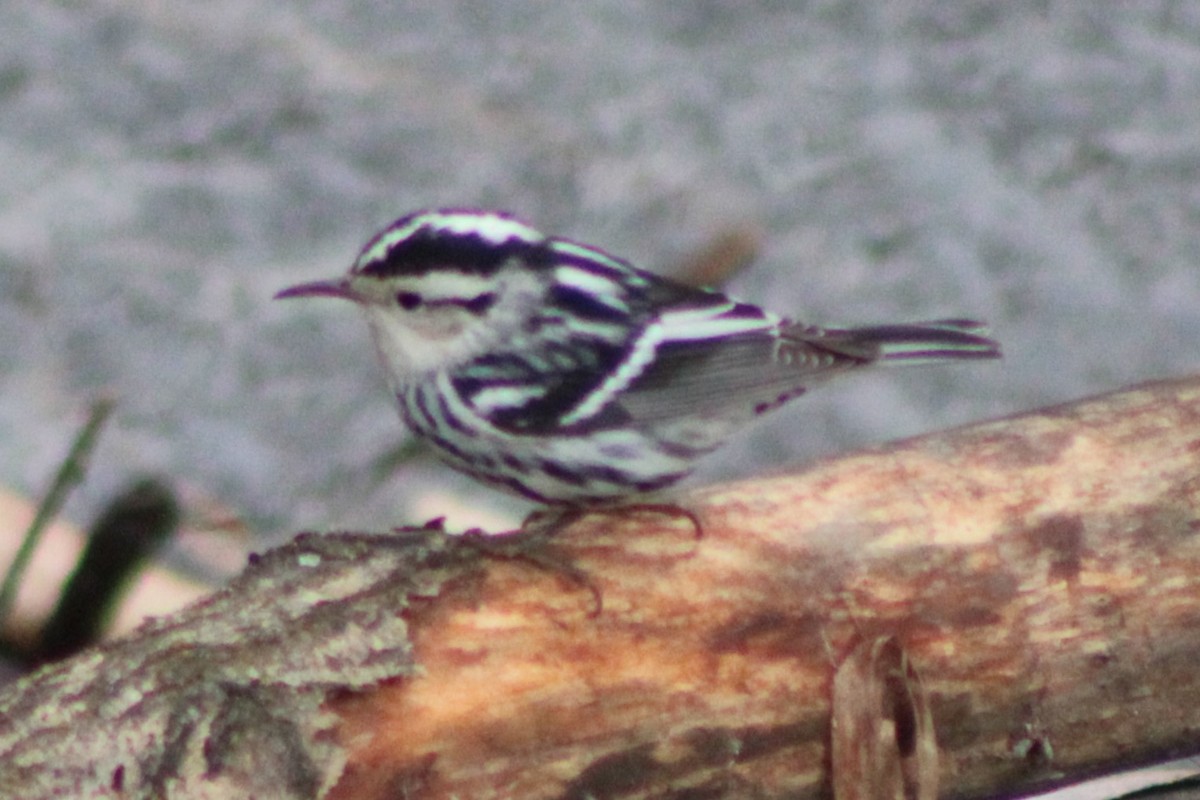 Black-and-white Warbler - ML618788168