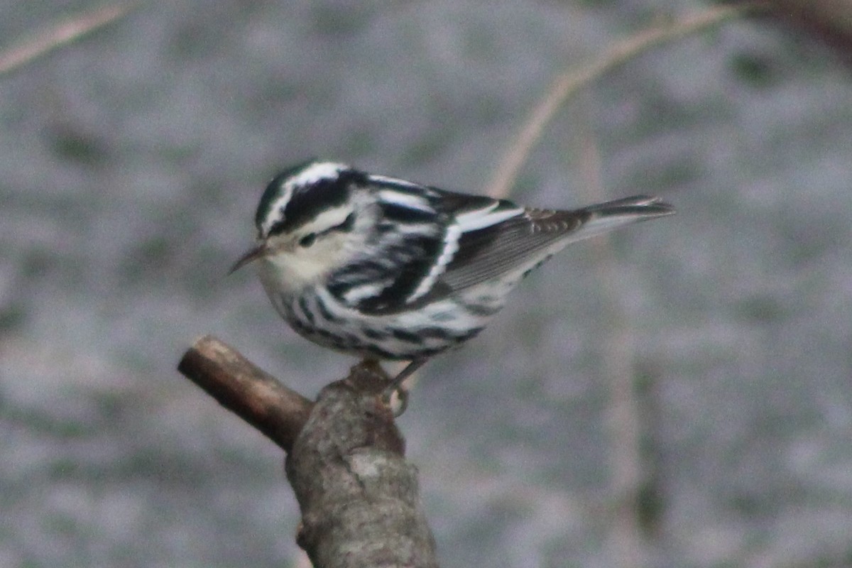 Black-and-white Warbler - ML618788170
