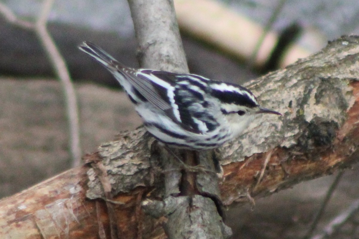 Black-and-white Warbler - ML618788171
