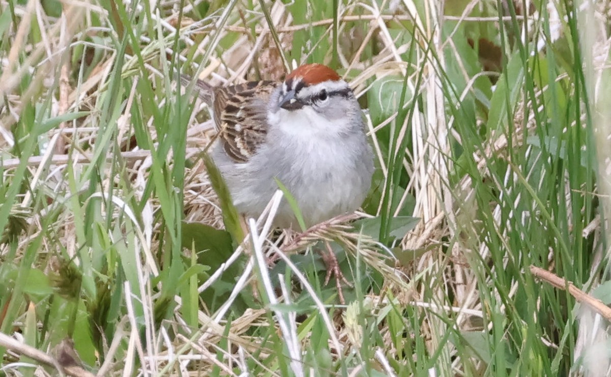 Chipping Sparrow - ML618788178