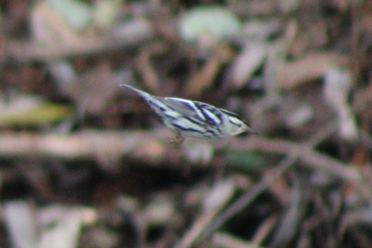 Black-and-white Warbler - ML618788179