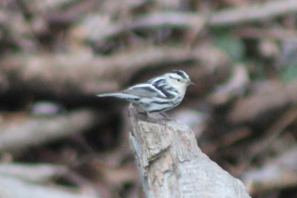 Black-and-white Warbler - ML618788180