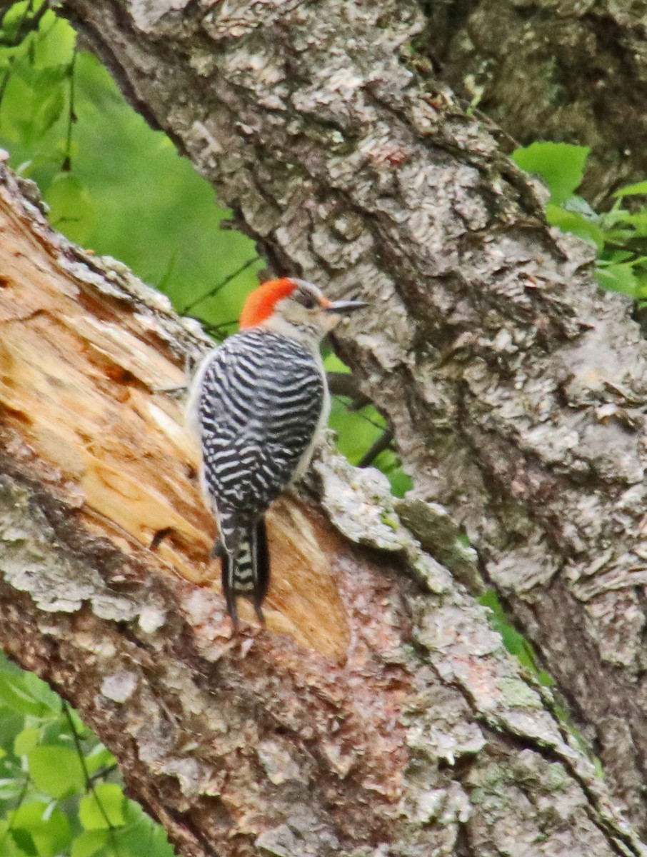 Red-bellied Woodpecker - Tom Nolan