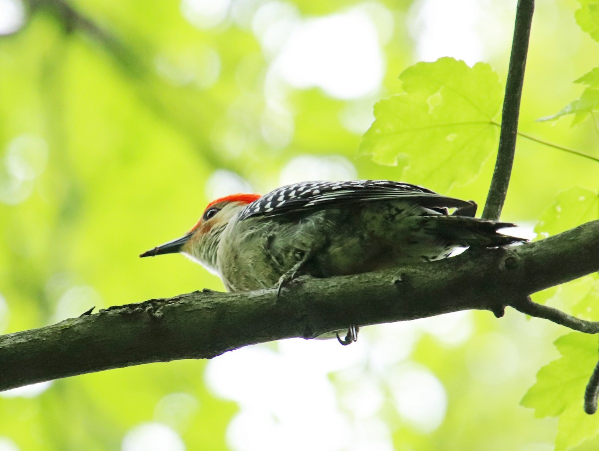 Red-bellied Woodpecker - ML618788191