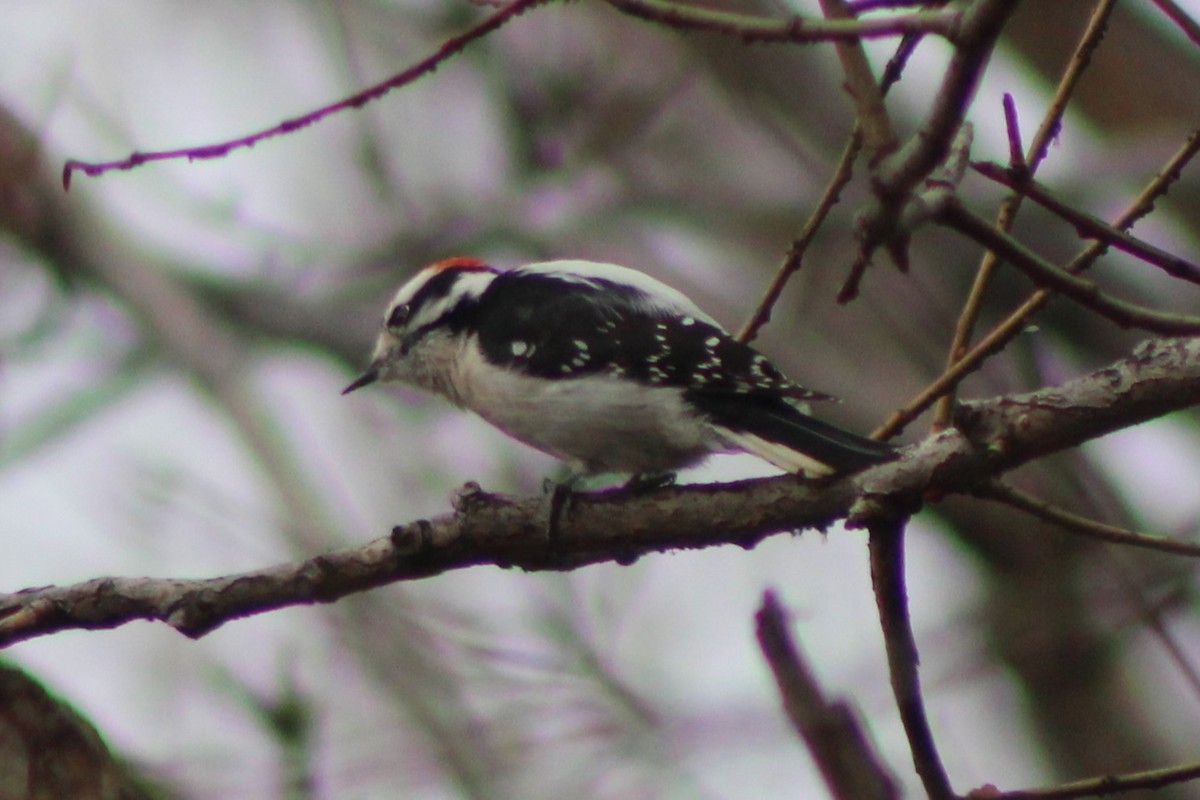 Downy Woodpecker (Rocky Mts.) - ML618788197