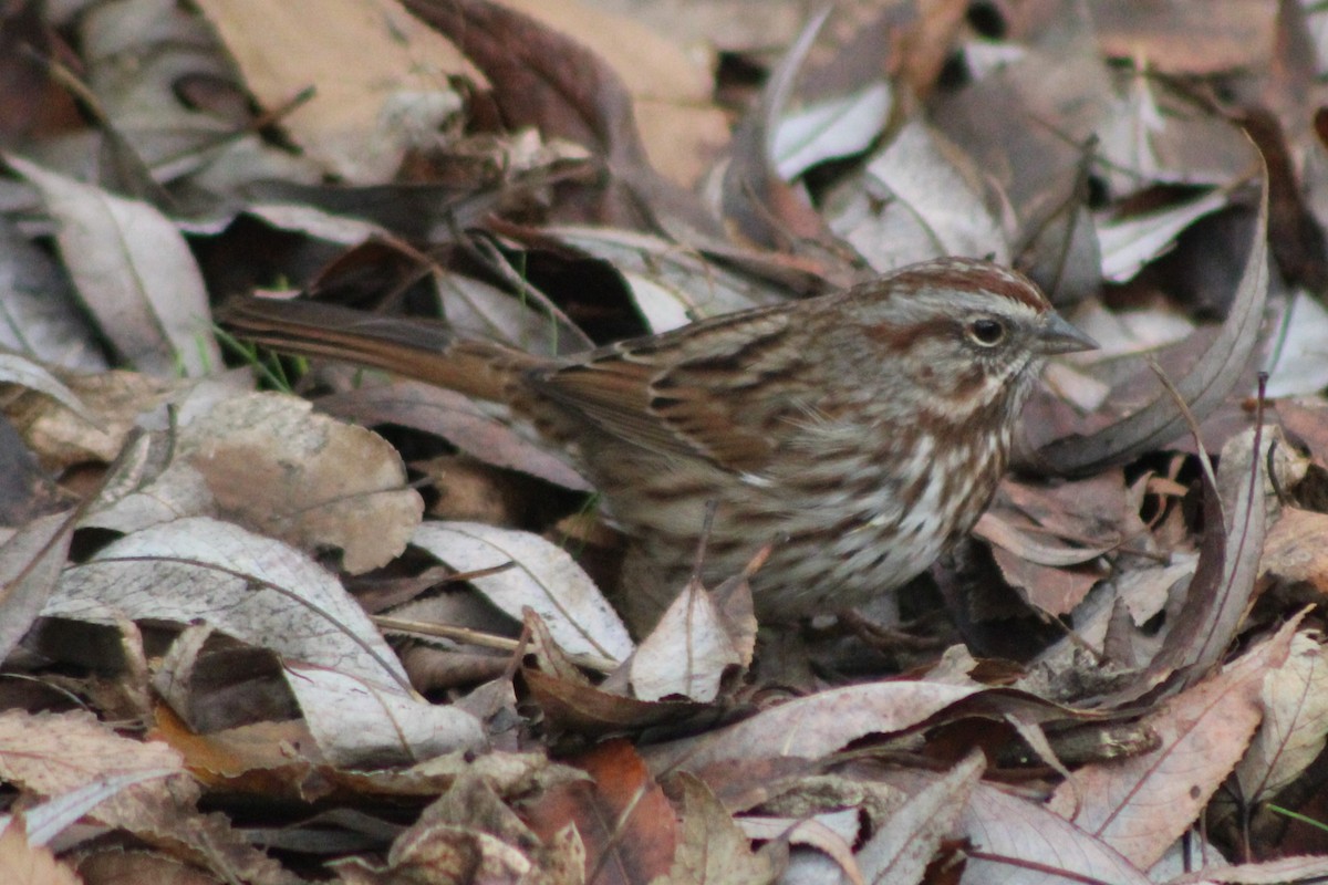 Song Sparrow (montana/merrilli) - ML618788207