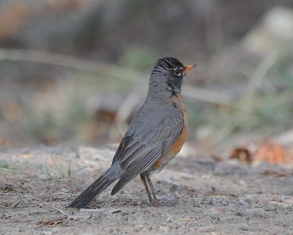 American Robin - Ted Wolff