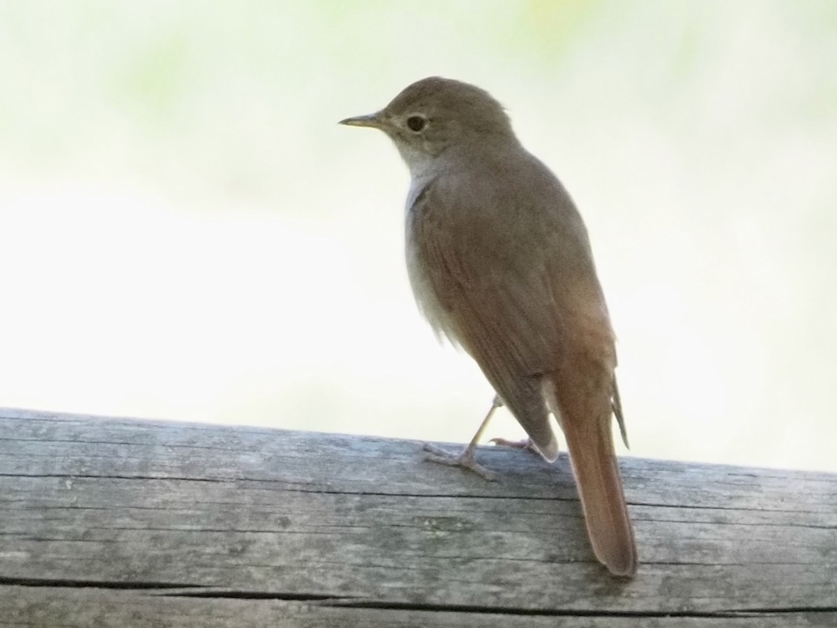 Common Nightingale - Wendy Feltham