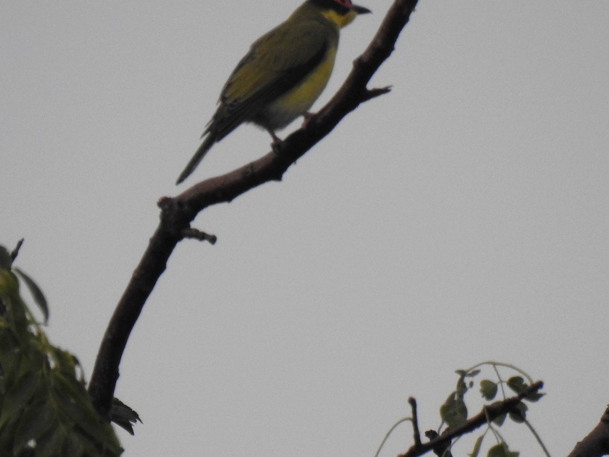 Australasian Figbird - ML618788284