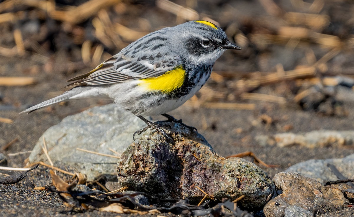 Yellow-rumped Warbler (Myrtle) - Jim Carroll