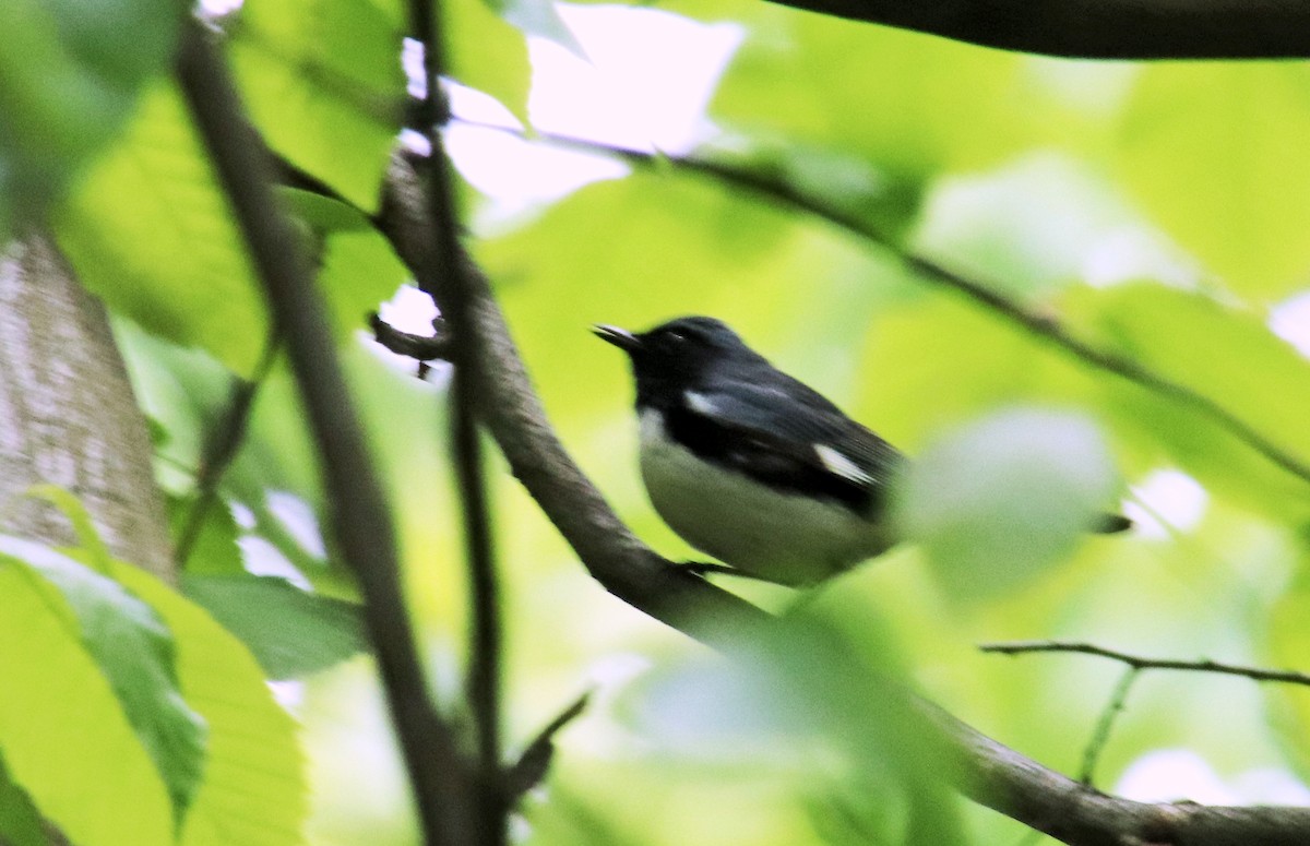 Black-and-white Warbler - ML618788315