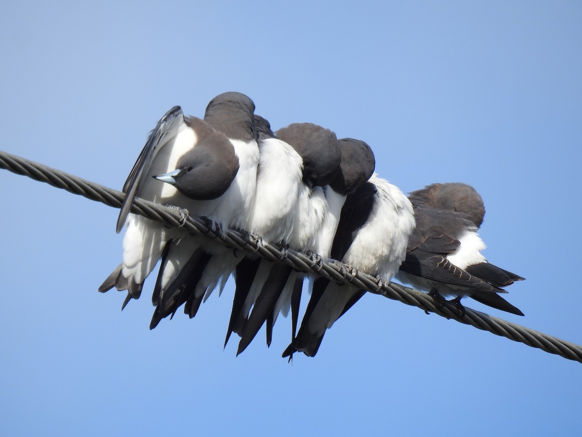 White-breasted Woodswallow - ML618788316