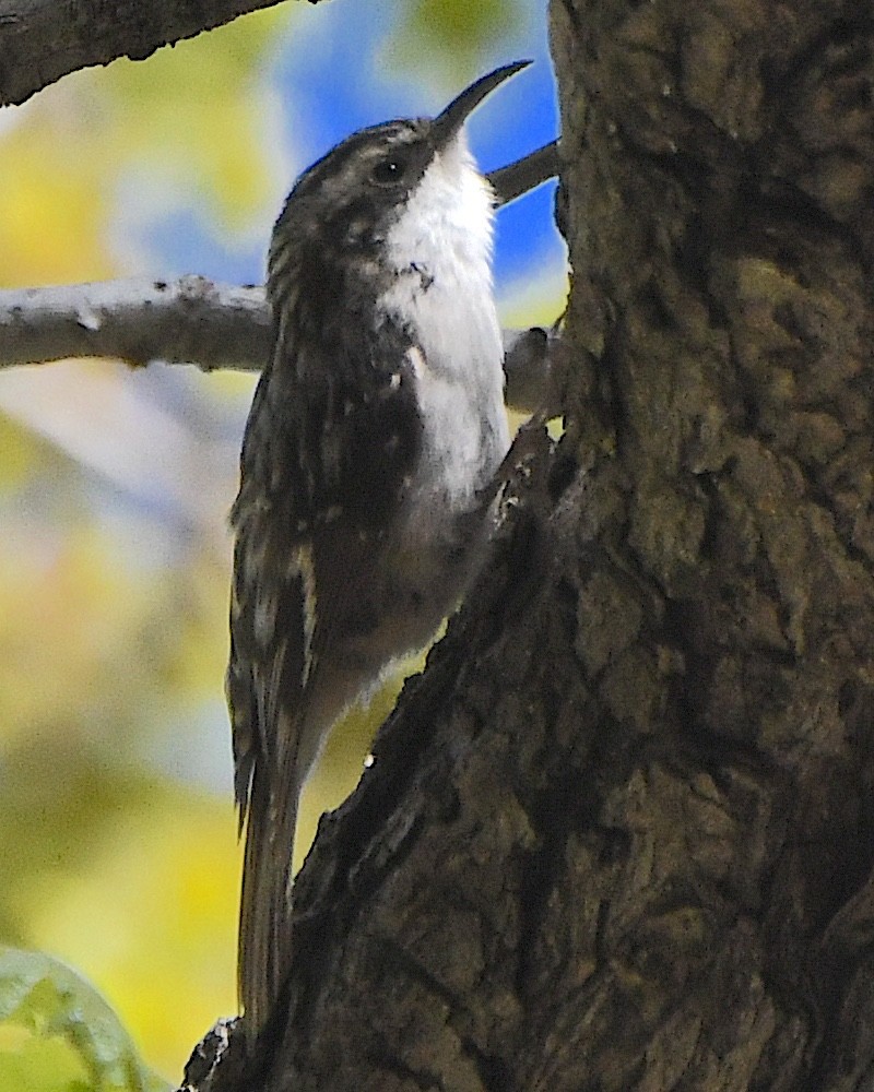 Brown Creeper - Ted Wolff