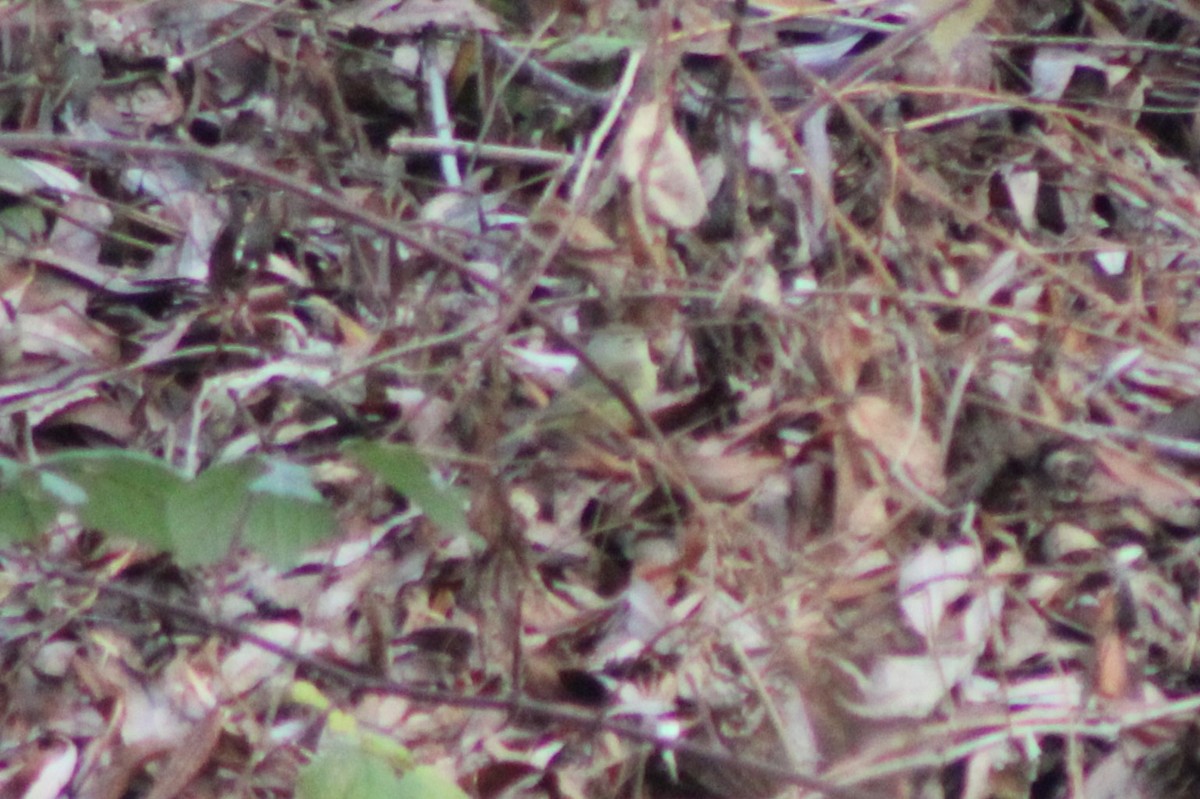 Orange-crowned Warbler (Gray-headed) - ML618788332