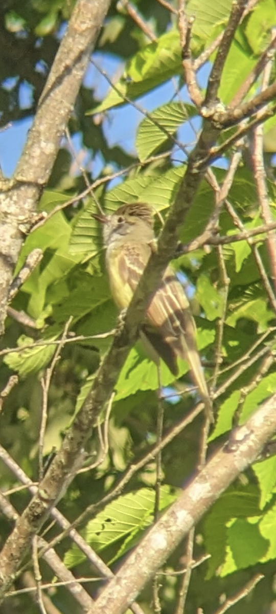 Great Crested Flycatcher - ML618788335