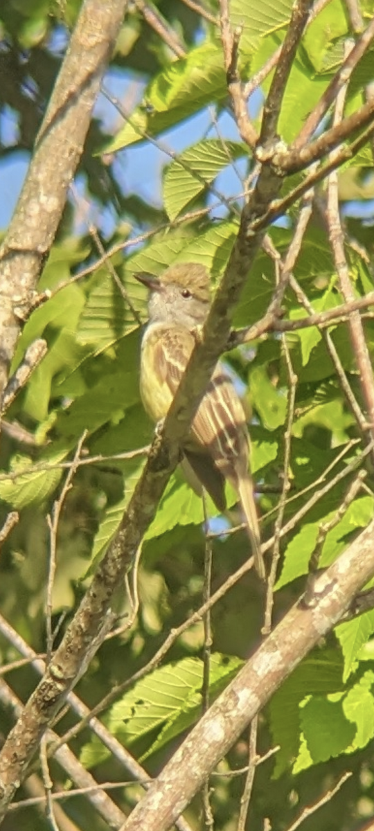 Great Crested Flycatcher - ML618788336