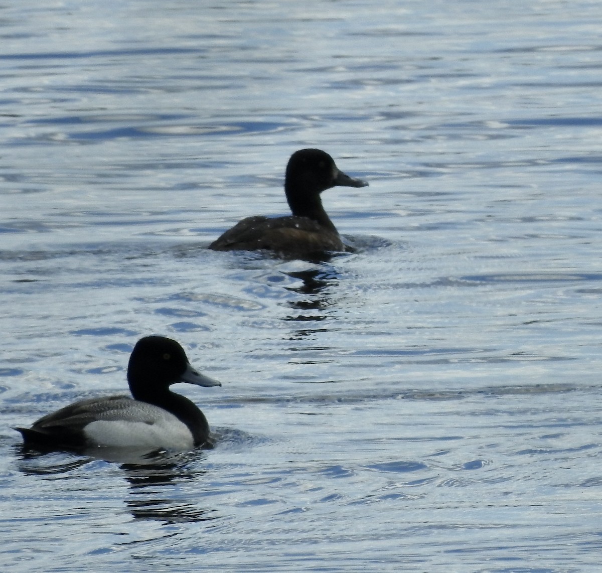 Greater/Lesser Scaup - ML618788347