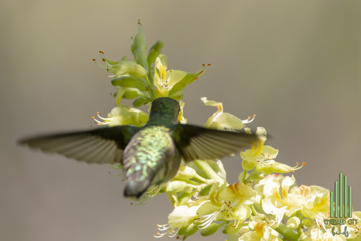 Ruby-throated Hummingbird - Eva K.