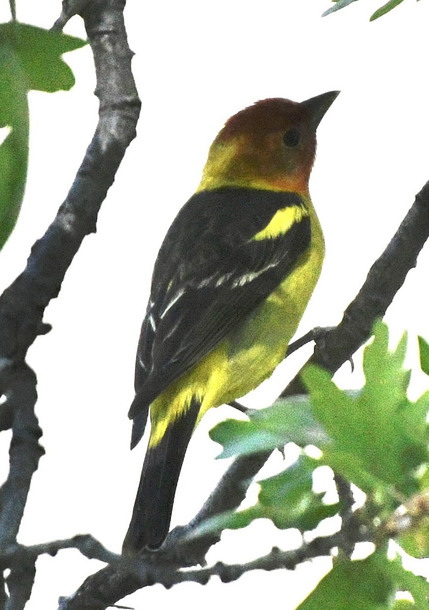 Western Tanager - ML618788365