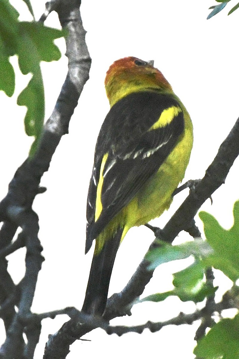 Western Tanager - ML618788367
