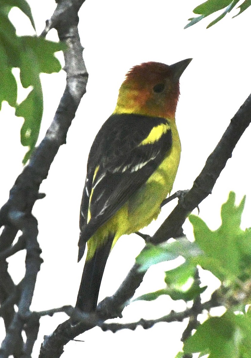 Western Tanager - ML618788368