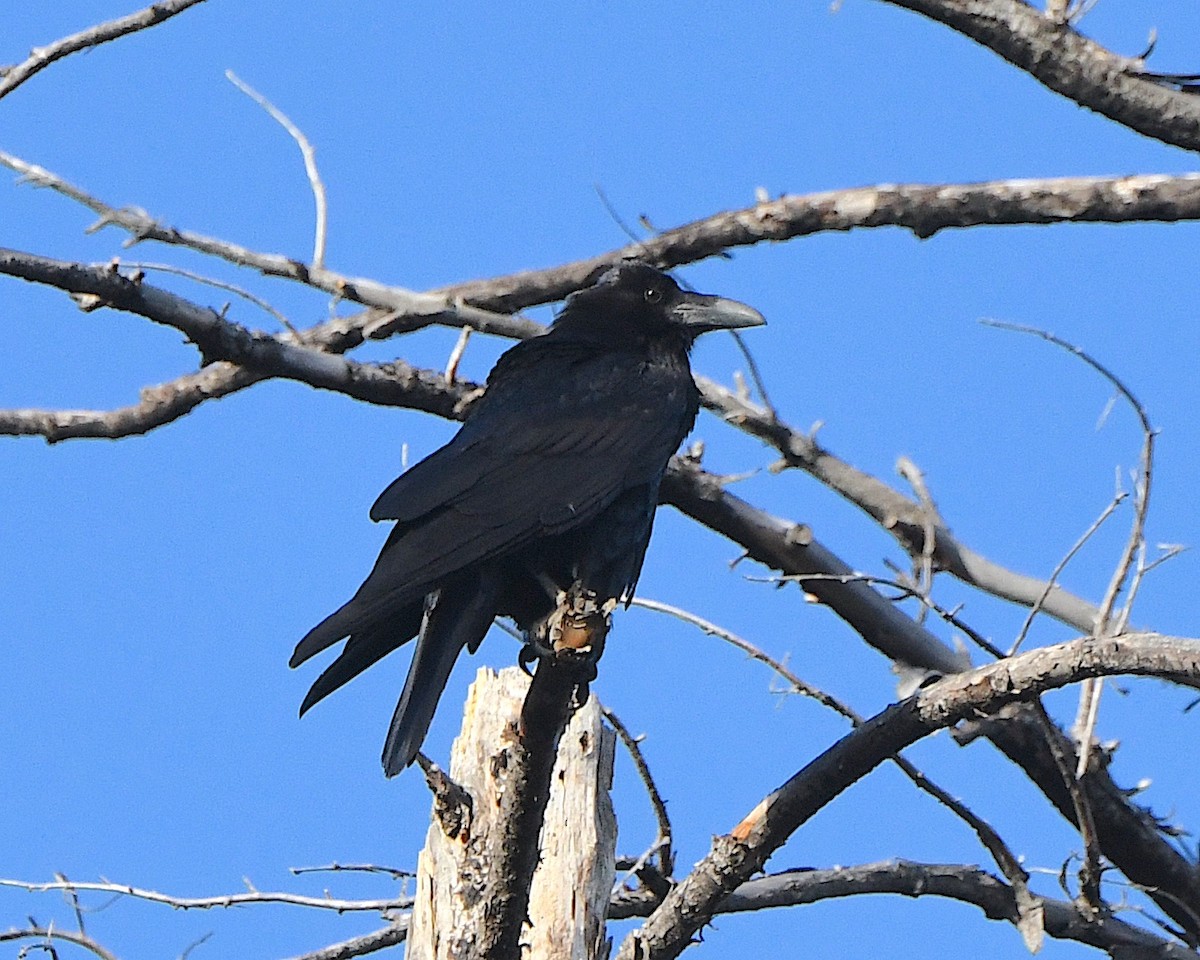 Common Raven - Ted Wolff