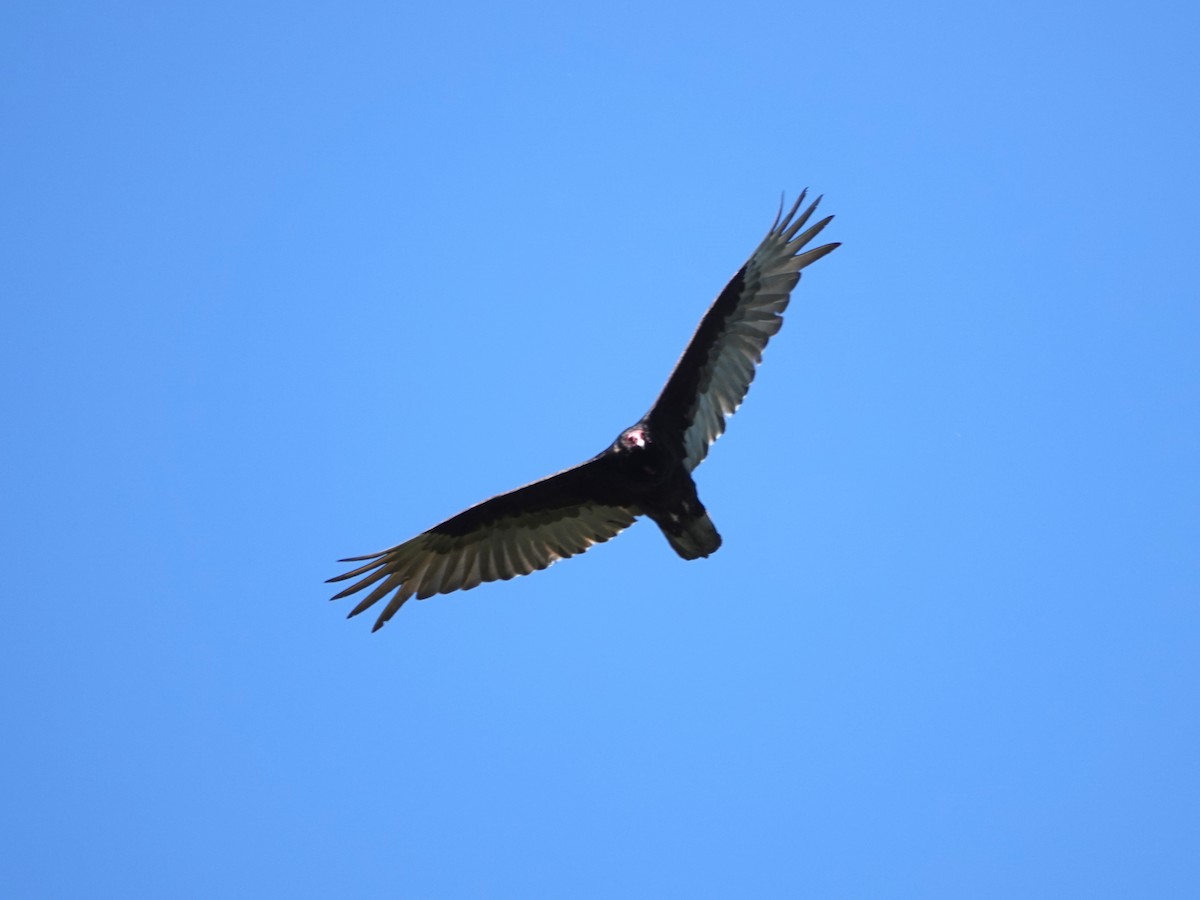 Turkey Vulture - ML618788437