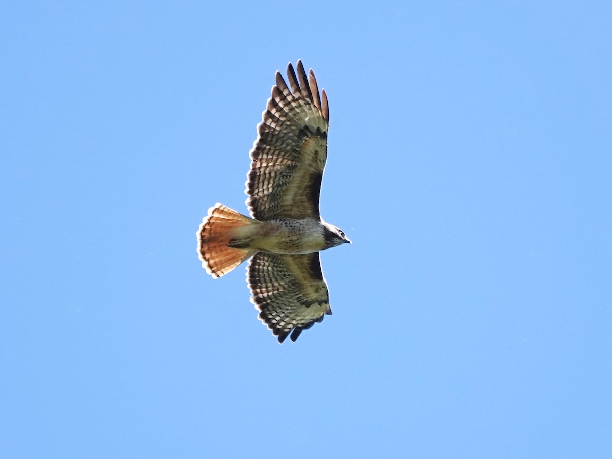 Red-tailed Hawk - ML618788439