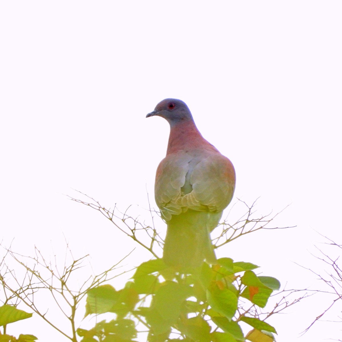 Pale-vented Pigeon - ML618788465