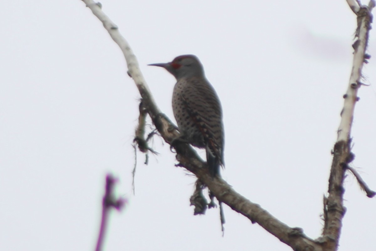 Northern Flicker (Red-shafted) - Sean Cozart