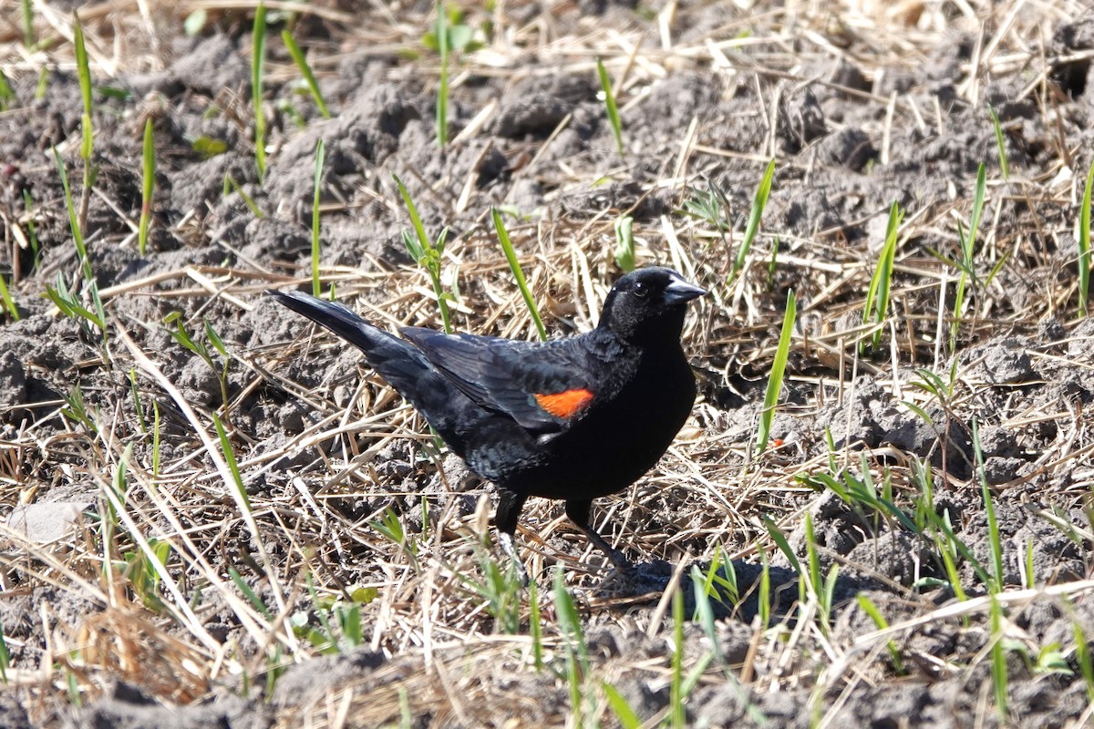Red-winged Blackbird - ML618788470