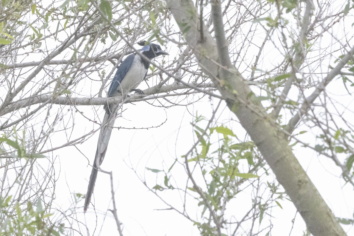 Black-throated Magpie-Jay - ML618788498