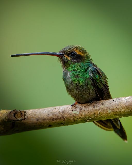 Green Hermit - Kevin Ocampo | Ocampo Expeditions Birding Tours