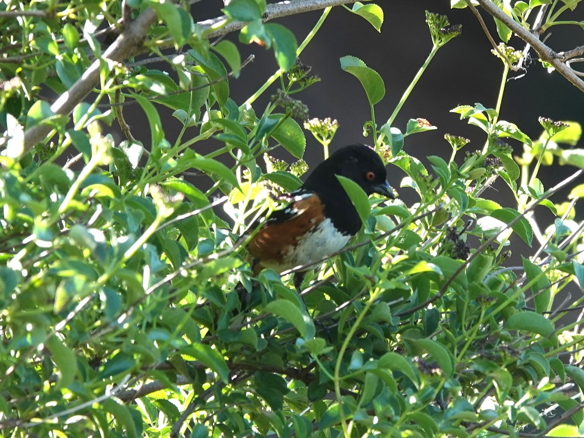 Spotted Towhee - ML618788549
