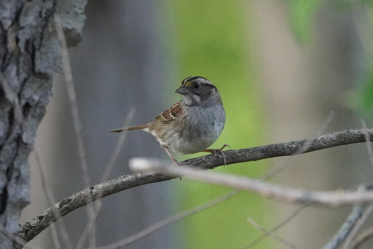 White-throated Sparrow - ML618788554