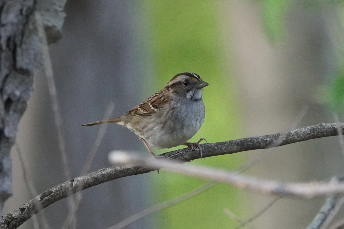 White-throated Sparrow - ML618788556