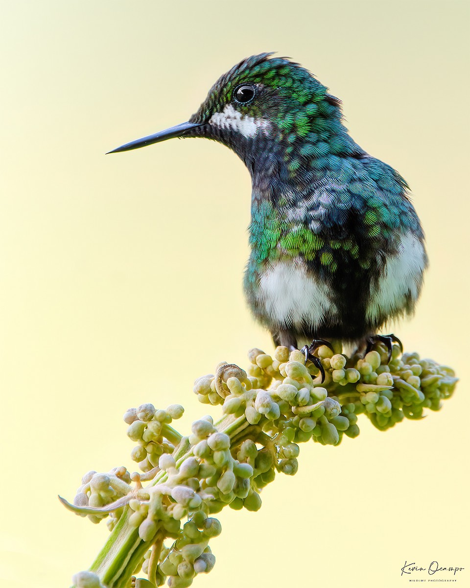 kolibřík trnoocasý - ML618788564