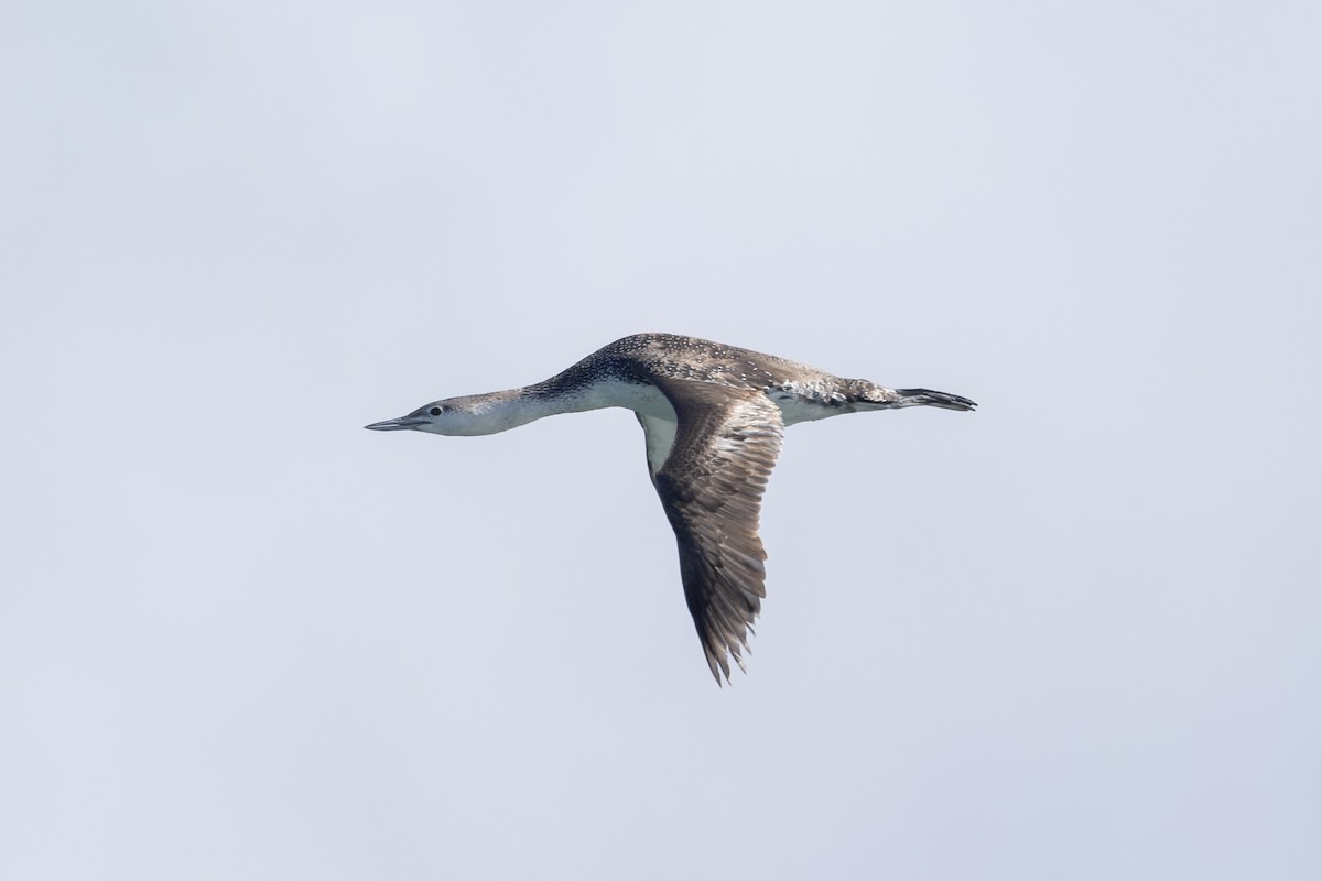 Red-throated Loon - ML618788577